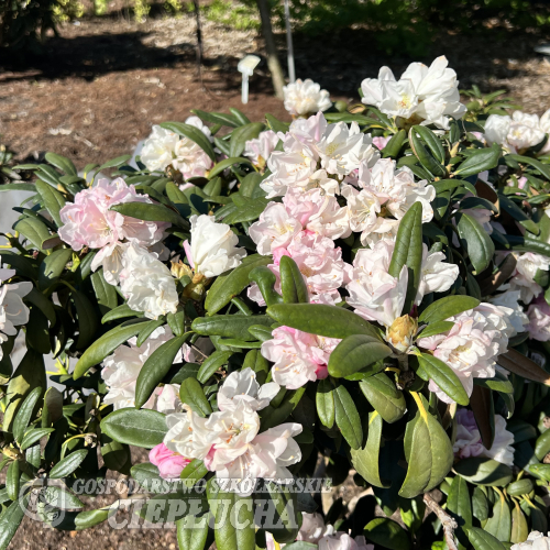 Ruth Davis - Rhododendron degronianum ssp. yakushimanum x degronianum ssp. heptamerum - Ruth Davis -  Rhododendron degronianum ssp. yakushimanum x degronianum ssp. heptamerum