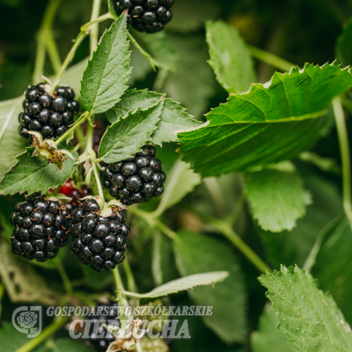 Rubus fruticosus Loch Tay PBR - Brombeere - Rubus fruticosus Loch Tay PBR