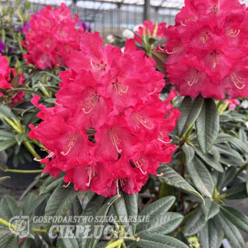 Britannia - Рододендрон гибридный - Britannia - Rhododendron hybridum