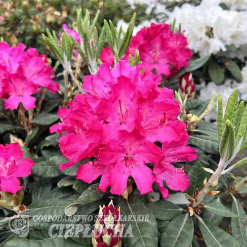 Hellikki - różanecznik wielkokwiatowy - Hellikki - Rhododendron