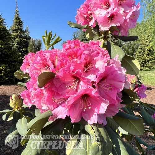 Madrid - Рододендрон гибридный - Madrid - Rhododendron hybridum