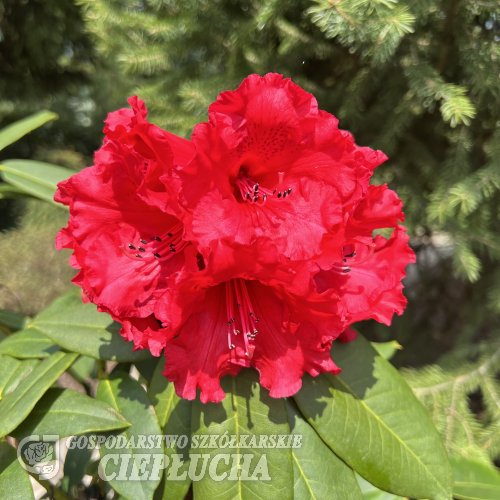 Taurus - Рододендрон гибридный - Taurus - Rhododendron hybridum