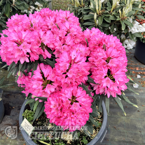 Rosa Perle - Рододендрон Якушиманский - Rosa Perle - Rhododendron makinoi
