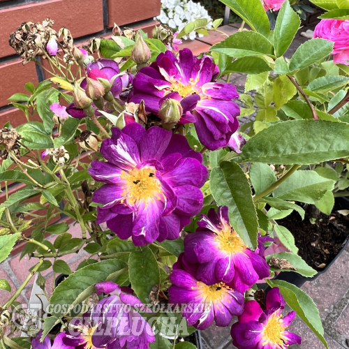 Blue Rambler - Climbing Rose - Rose Blue Rambler