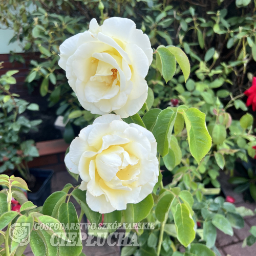 Chopin - Grandiflora Rose - Rose Chopin