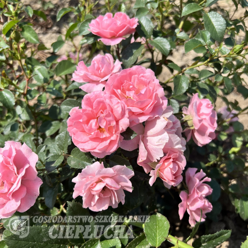 Jan - Deckrose - Jan - Rosa