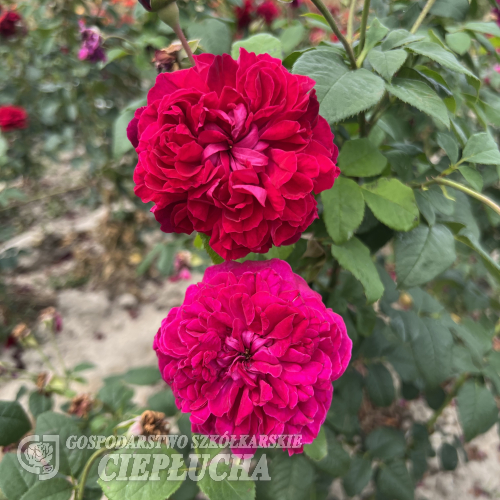 Julia - róża parkowa - Rosa Julia