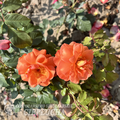 Westerland - Parkrose - Rosa Westerland