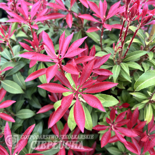 Pieris japonica 'Red Mill'- Japanese Pieris - Pieris japonica 'Red Mill'