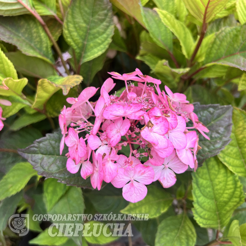 Hydrangea serrata 'Preziosa' - hortensja piłkowana - Hydrangea serrata 'Preziosa'