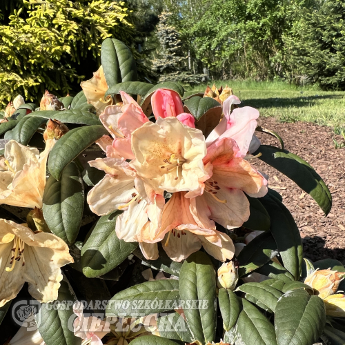 Dodori - Rhododendron yakushimanum - Dodori - Rhododendron yakushimanum