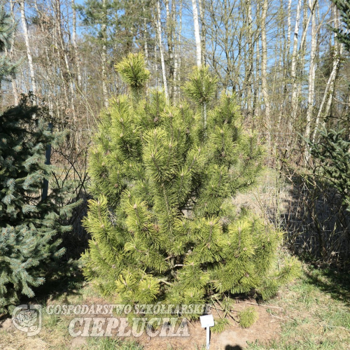 Pinus mugo 'Frühlingsgold' - сосна горная - Pinus mugo 'Frühlingsgold'