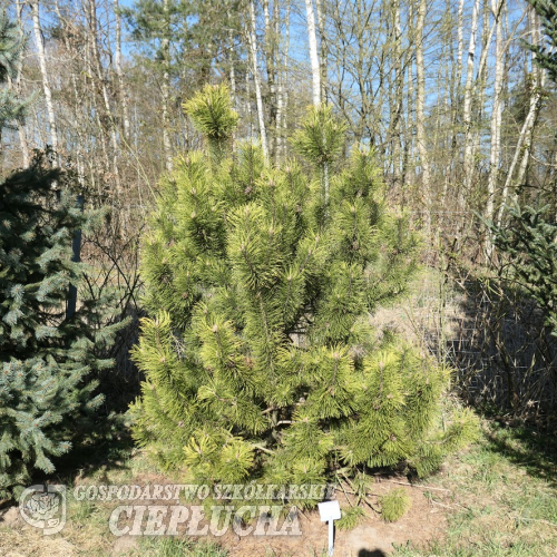 Pinus mugo 'Frühlingsgold' - Bergkiefer - Pinus mugo 'Frühlingsgold'