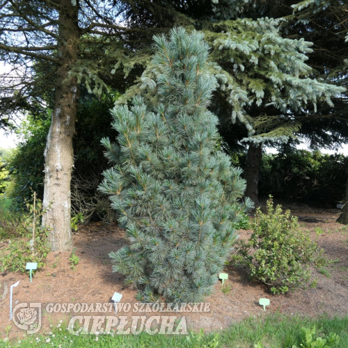 Pinus pumila 'Säntis' -  сосна мелкоцветковая - Pinus pumila 'Säntis'