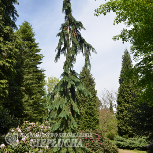 Chamaecyparis lawsoniana 'Dik's Weeping' - Кипарисовик Лавсона - Chamaecyparis lawsoniana 'Dik's Weeping'