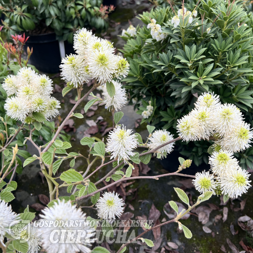 Fothergilla gardenii 'Blue Mist'  - dwarf fothergilla - Fothergilla gardenii 'Blue Mist'