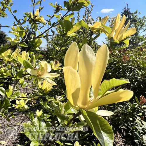 Sunray - Magnolia - Magnolia 'Sunray'