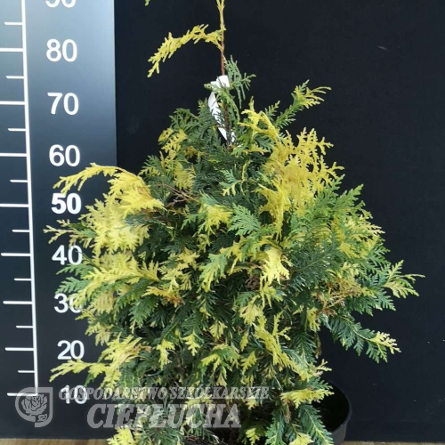 Chamaecyparis lawsoniana 'Argenteovariegata' - Кипари́совик Ло́усона - Chamaecyparis lawsoniana 'Argenteovariegata'