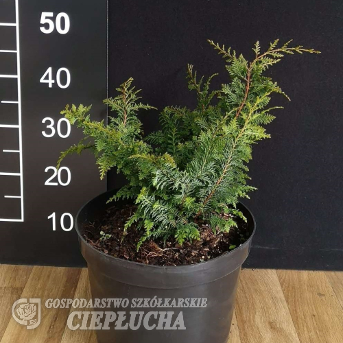 Chamaecyparis obtusa 'Dilatush' - Кипарис обтуз - Chamaecyparis obtusa 'Dilatush'