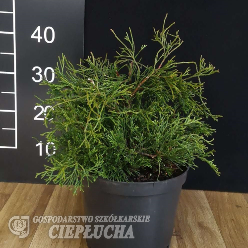 Chamaecyparis obtusa 'Tsatsumi' - Hinoki-Zypresse - Chamaecyparis obtusa 'Tsatsumi'