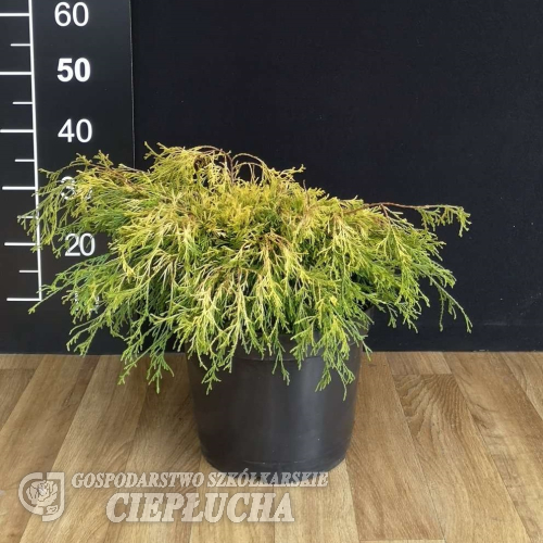 Chamaecyparis pisifera 'Filifera Aurea Nana' - Кипарис Писифера - Chamaecyparis pisifera 'Filifera Aurea Nana'