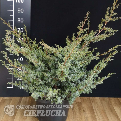 Juniperus chinensis 'Blue Alps' - Можжевельник китайский - Juniperus chinensis 'Blue Alps'