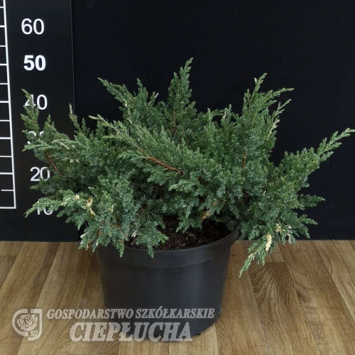 Juniperus chinensis 'Expansa Variegata' - Chinesischer Wacholder - Juniperus chinensis 'Expansa Variegata'
