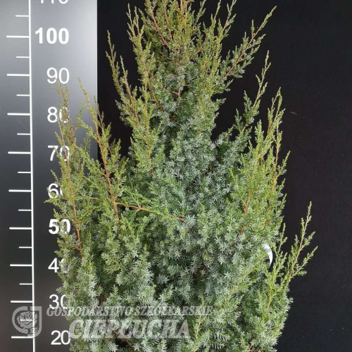 Juniperus chinensis 'Obelisk' - jałowiec chiński - Juniperus chinensis 'Obelisk'