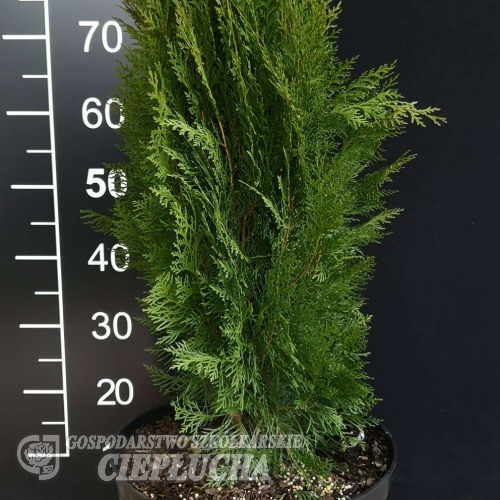 Platycladus orientalis 'Justyna' - Morgenländischer Lebensbaum - Platycladus orientalis 'Justyna'