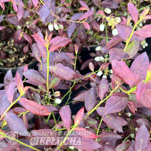 Vaccinium corymbosum CABERNET SPLASH 'Vacbri1' PBR - Amerikanische Heidelbeere - Vaccinium corymbosum CABERNET SPLASH 'Vacbri1' PBR