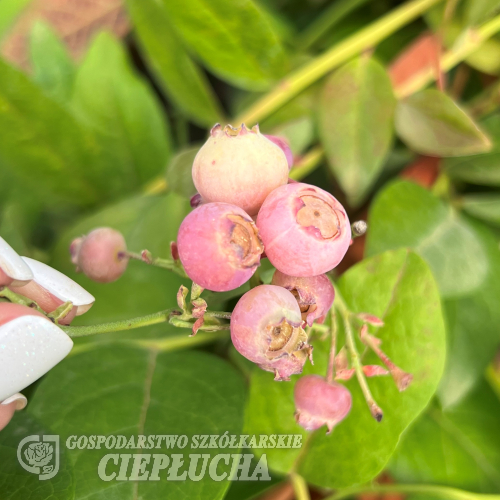 Vaccinium 'Minpink1' PINK BONBONS - Heidelbeeren - Vaccinium 'Minpink1' PINK BONBONS