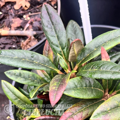 Rhododendron bhutanense - różanecznik bhutanense - Rhododendron bhutanense