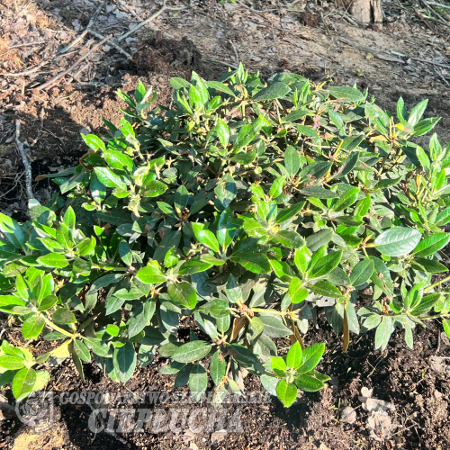Rhododendron wasonii - różanecznik wasonii - Rhododendron wasonii