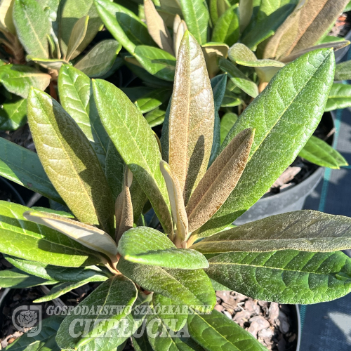Rhododendron Aesthetica x sinogrande - różanecznik Aesthetica x sinogrande - Rhododendron Aesthetica x sinogrande