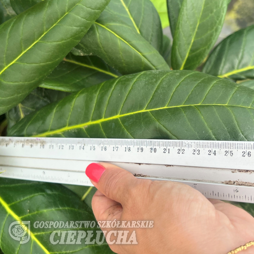 Queen Size (brachycarpum x macabeanum) - Queen Size (brachycarpum x macabeanum)