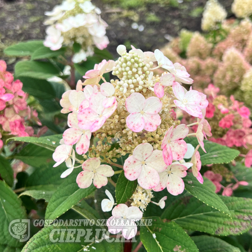 Hydrangea paniculata 'SMHPLQF' LITTLE QUICK FIRE PBR - Rispenhortensie - Hydrangea paniculata 'SMHPLQF' LITTLE QUICK FIRE PBR