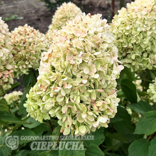 Hydrangea paniculata 'Bokraflame' Magical Candle PBR - Panicle hydrangea - Hydrangea paniculata 'Bokraflame' Magical Candle PBR