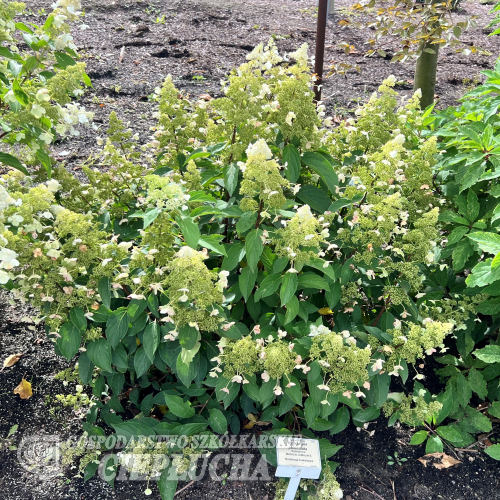 Hydrangea paniculata 'Kolmahima' MAGICAL HIMALAYA PBR - hortensja bukietowa - Hydrangea paniculata 'Kolmahima' MAGICAL HIMALAYA PBR