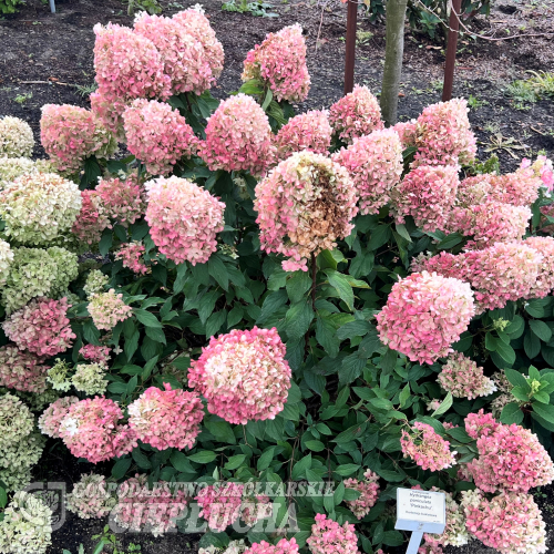 Hydrangea paniculata 'SMHPPINKA' PINKACHU PBR - hortensja bukietowa - Hydrangea paniculata 'SMHPPINKA' PINKACHU PBR