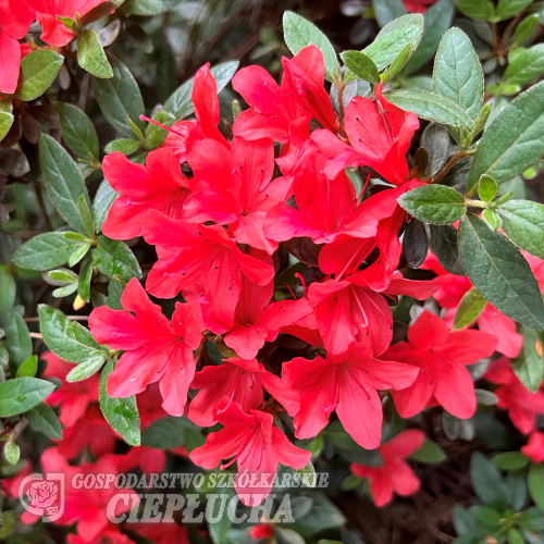 Jessica - Japanische Azalee - Jessica - Rhododendron (Azalea)