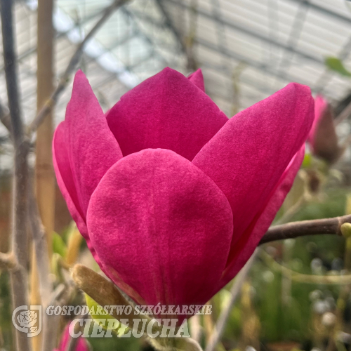 Ian's Red - magnolia - Magnolia 'Ian's Red'