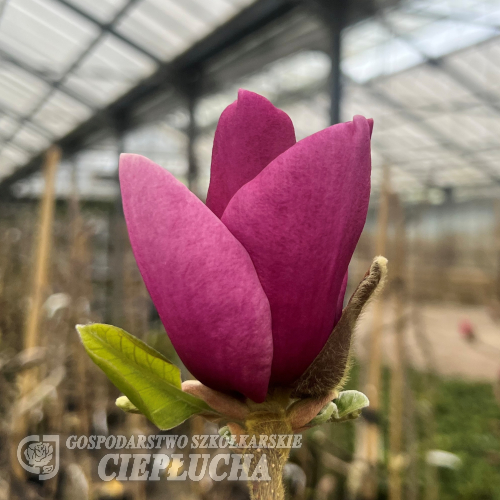 Sweet Merlot - magnolia - Magnolia 'Sweet Merlot'