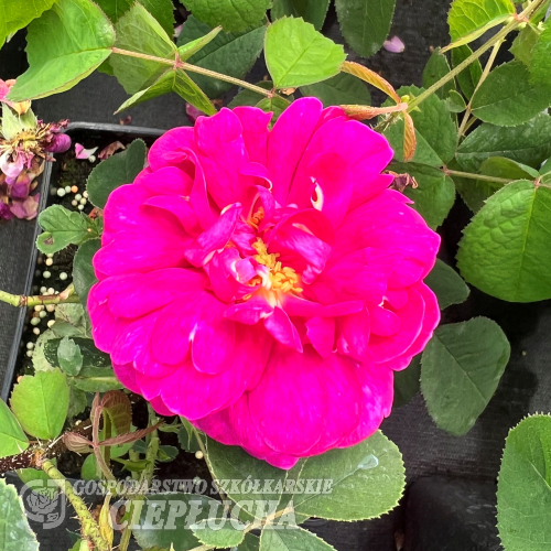 Rosa xcentifolia - róża stulistna - Rosa xcentifolia