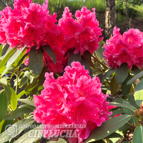 Dorothy Russell - Рододендрон гибридный - Dorothy Russell - Rhododendron hybridum