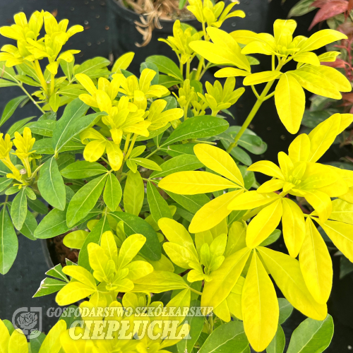 Choisya ternata 'Lich' SUNDANCE - Mexican orange blossom - Choisya ternata 'Lich' SUNDANCE