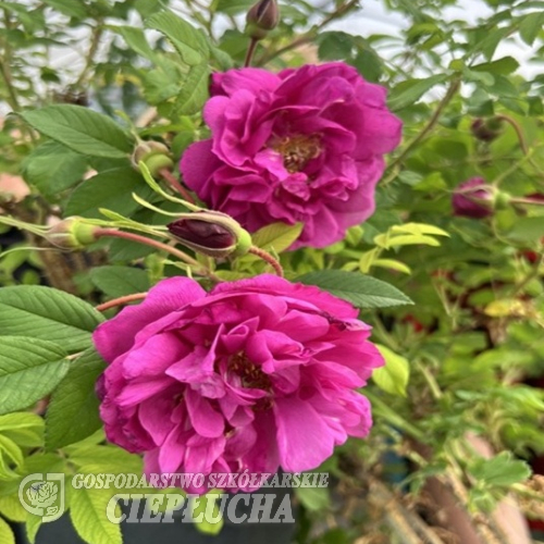 Róża damasceńska No. 6 - Rosa damascena No. 6 - дамасская роза