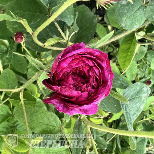 Rosa xcentifolia No. 5 - róża stulistna - Rosa xcentifolia No. 5