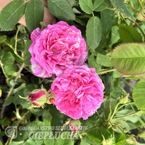 Róża damasceńska No. 3 - Rosa damascena No. 3