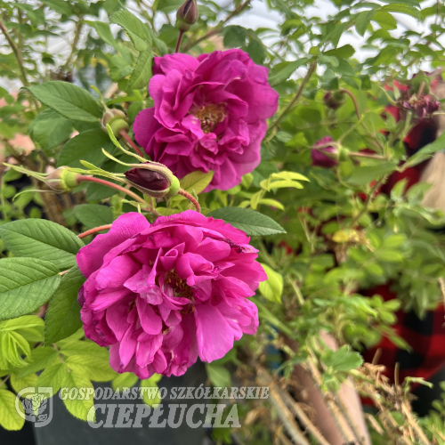 Róża damasceńska No. 6 - Rosa damascena No. 6 - дамасская роза