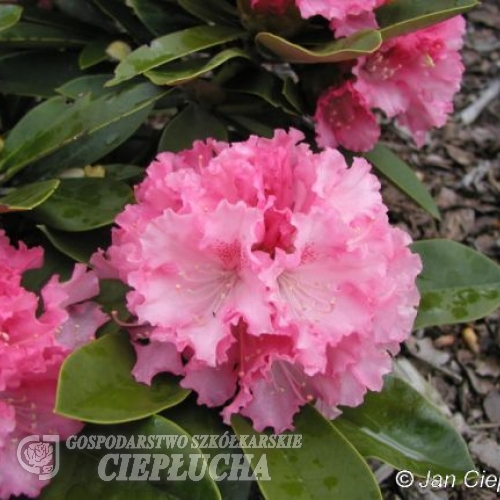 Excelsior - Rhododendron yakushimanum - Excelsior - Rhododendron yakushimanum